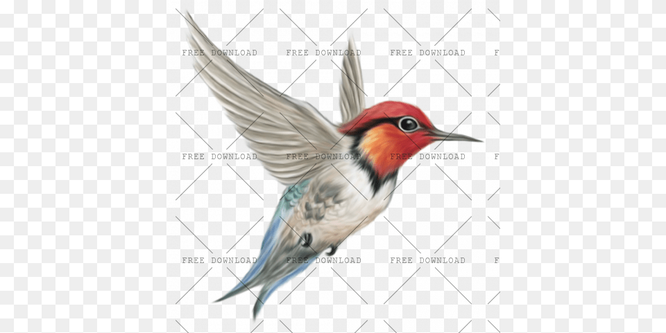 Kingfisher With Background Photo, Animal, Bird, Beak, Bee Eater Png Image