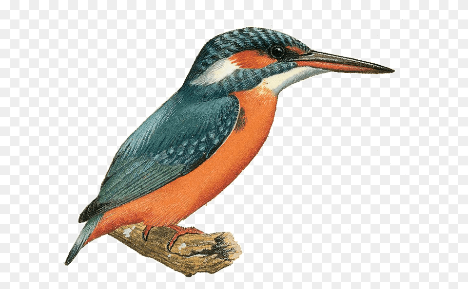 Kingfisher Kingfisher, Animal, Beak, Bee Eater, Bird Free Transparent Png