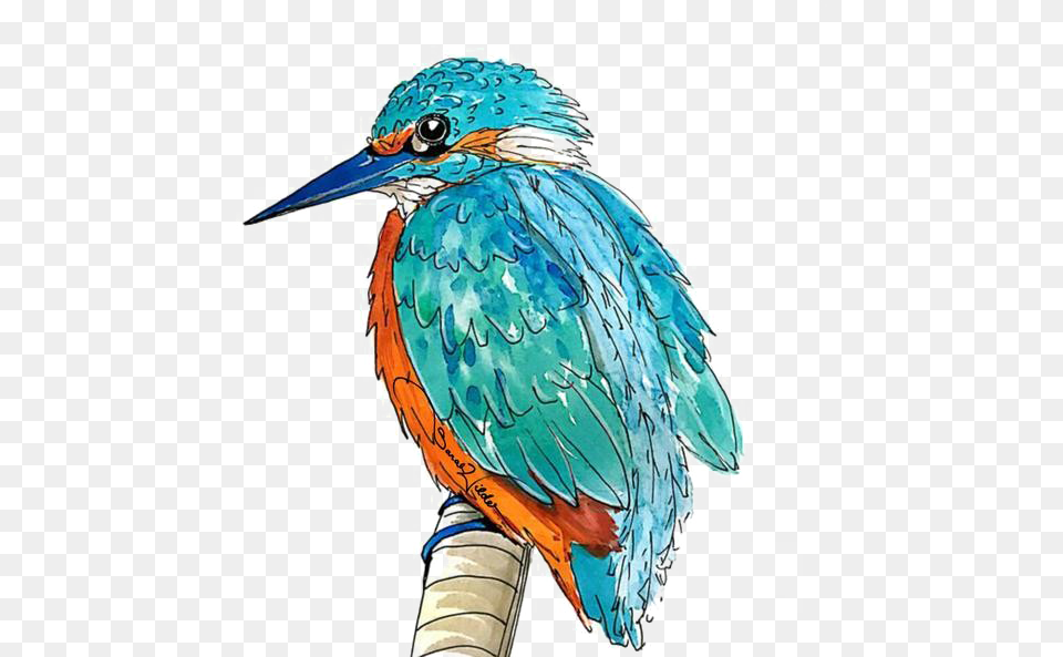 Kingfisher Picture Kingfisher, Animal, Beak, Bird, Jay Free Png