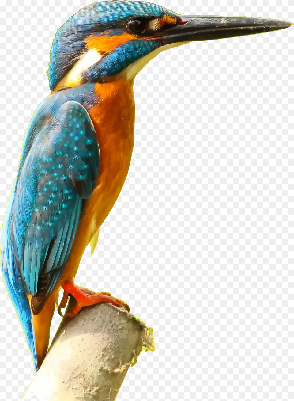 Kingfisher Picture Kingfisher, Animal, Beak, Bee Eater, Bird Png Image