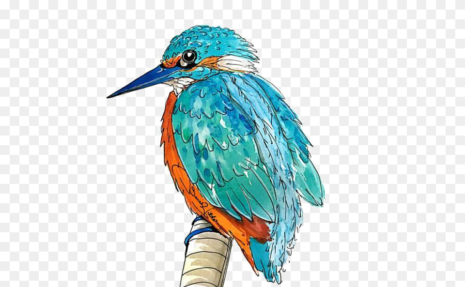 Kingfisher Transparent Picture Animal Kin Oracle, Beak, Bird, Jay, Bluebird Png