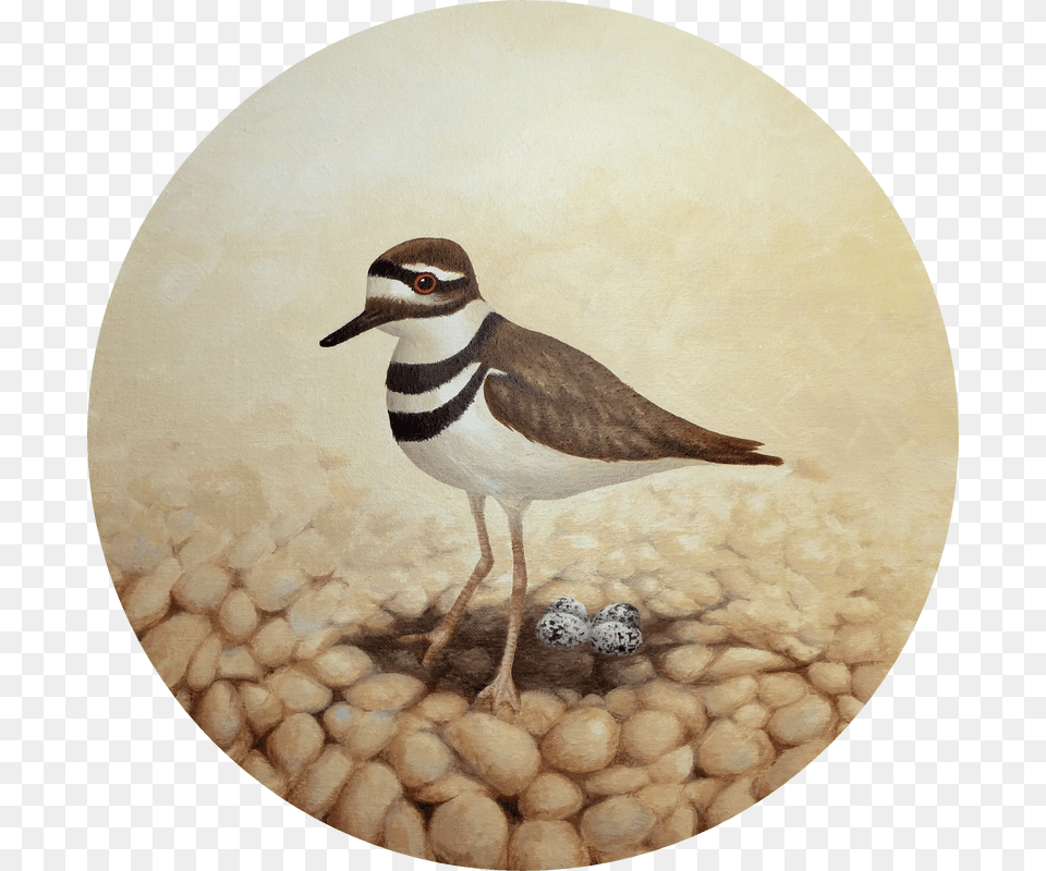 Kingsport Carousel Bird Killdeer, Animal, Beak, Pebble, Photography Free Png