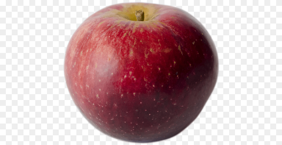 Kingston Black Apple Tree U2014 Champlain Orchards, Food, Fruit, Plant, Produce Free Png Download