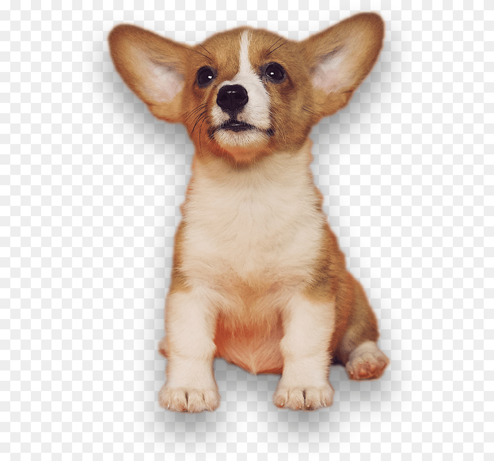 Kingwood Not Home Alone Huisdier Kussen, Animal, Canine, Dog, Mammal Png Image