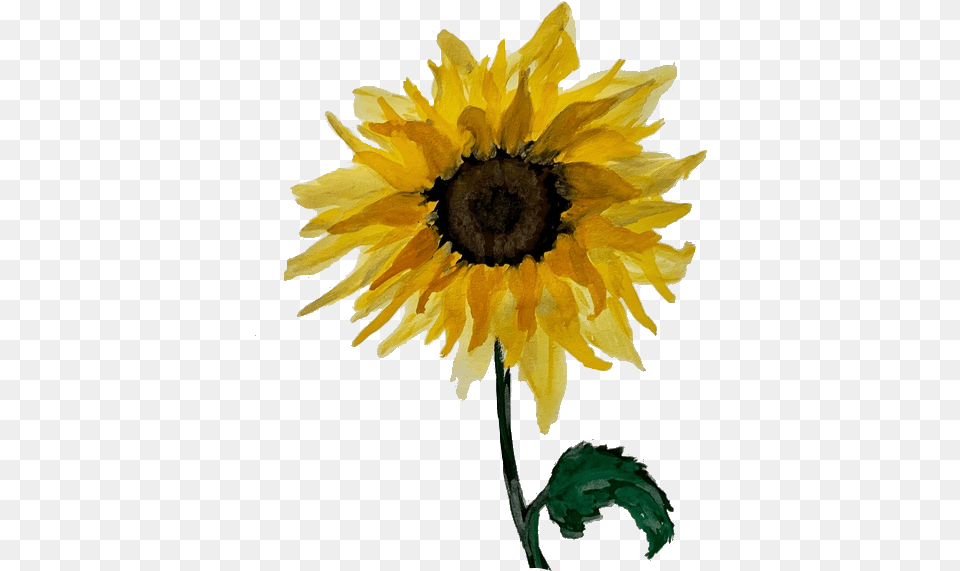 Kirby Peterman Sunflower, Flower, Plant Free Png Download