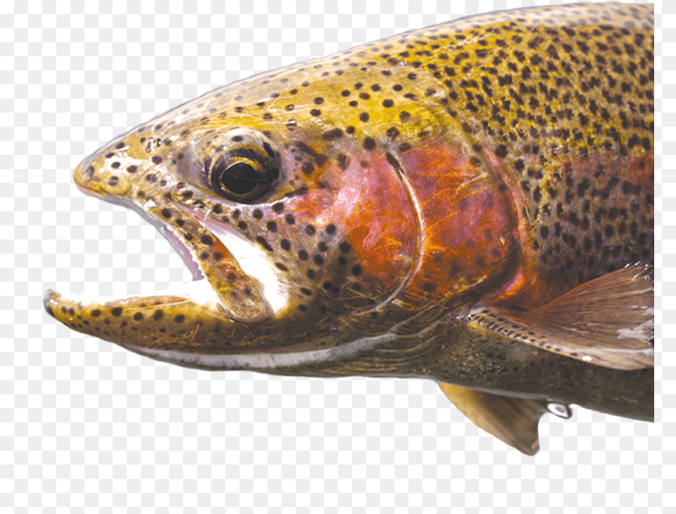 Kirjolohi, Animal, Fish, Sea Life, Trout Png