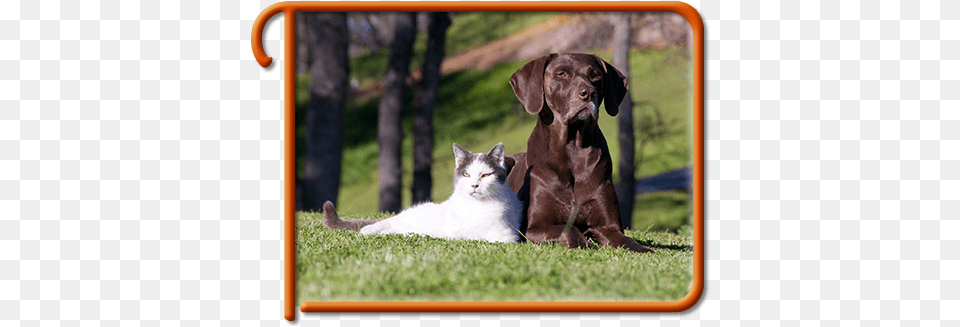 Kirkland Pet Information Dog And Cat, Plant, Grass, Animal, Canine Free Png