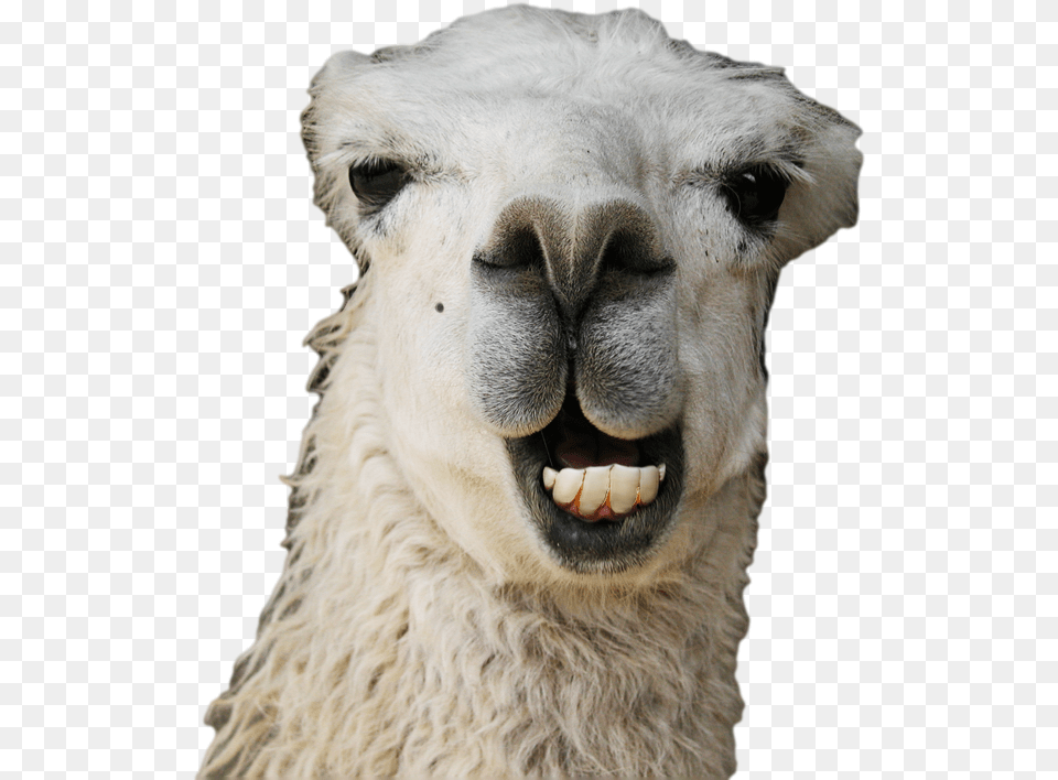 Kisses Vector Freeuse Funny Llama, Animal, Mammal, Bear, Wildlife Free Png