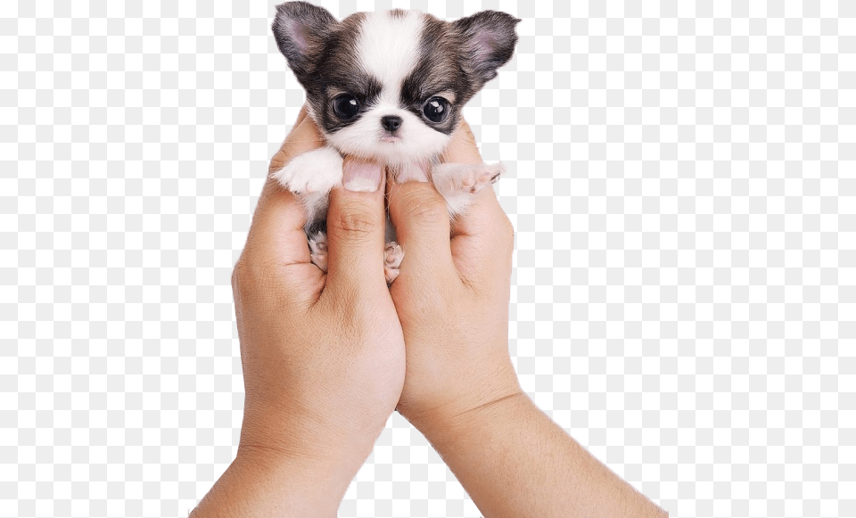 Kisspng Chihuahua Siberian Husky Puppy Cat Cuteness, Animal, Pet, Mammal, Dog Free Png Download