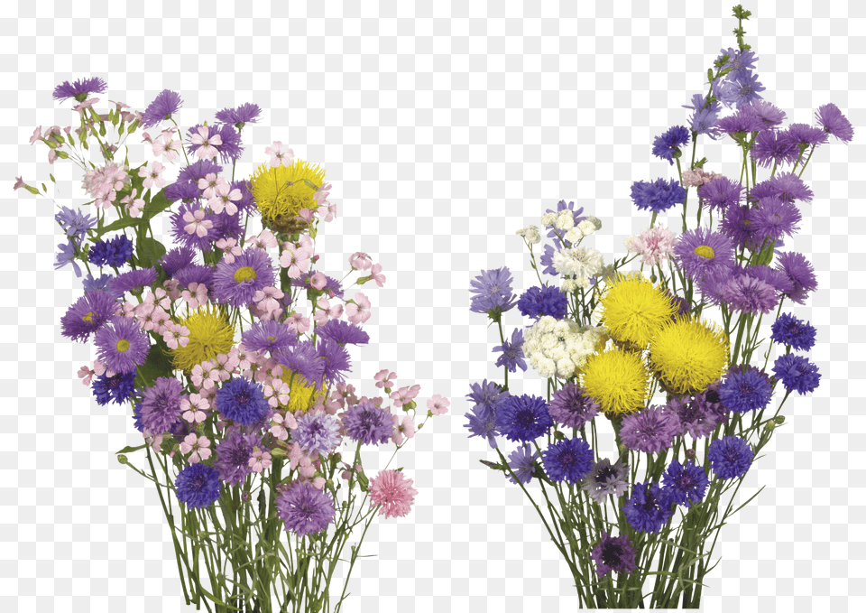 Kisspng English Lavender Cut Flowers Flower Overlays Png Image