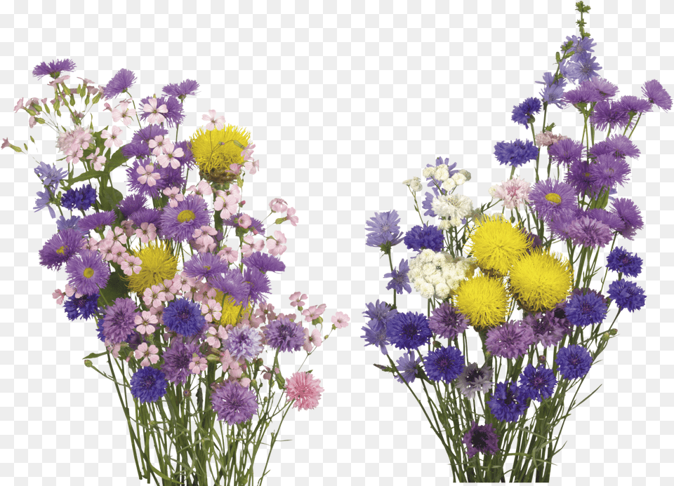 Kisspng English Lavender Cut Flowers Overlay Real Flower Transparent Background Real Flowers, Daisy, Flower Arrangement, Flower Bouquet, Plant Png