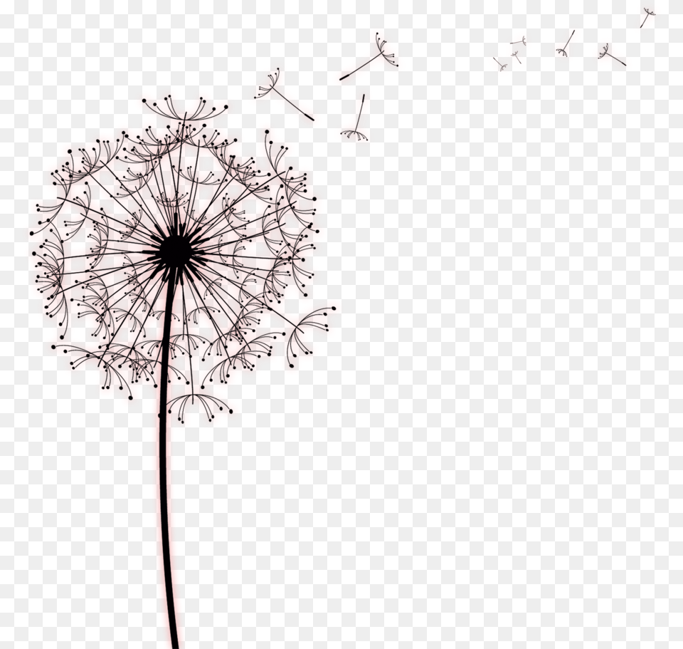 Kisspng Paper Common Dandelion Drawing Photography Designs For Sympathy Cards, Flower, Plant Free Transparent Png