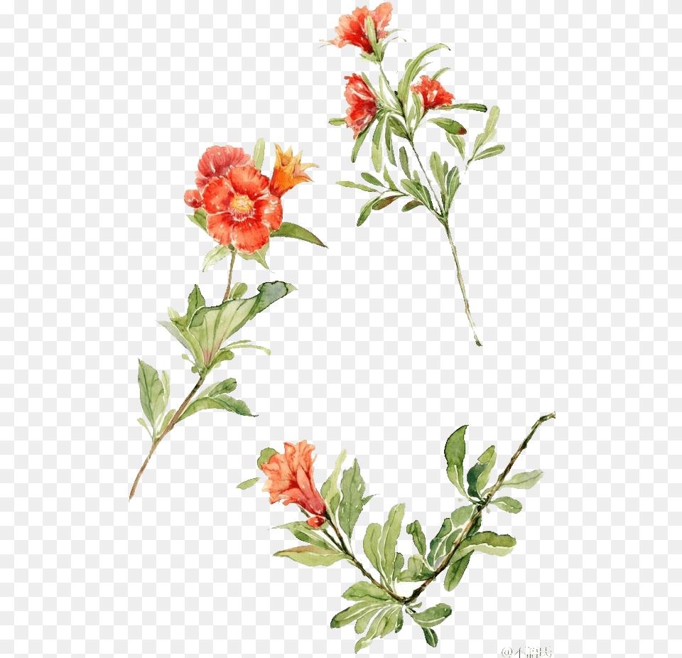 Kisspng Watercolour Flowers Floral Design Watercolor Watercolor Painting, Plant, Flower, Acanthaceae, Flower Arrangement Free Png