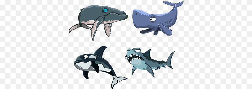 Kit Animal, Sea Life, Mammal, Whale Png