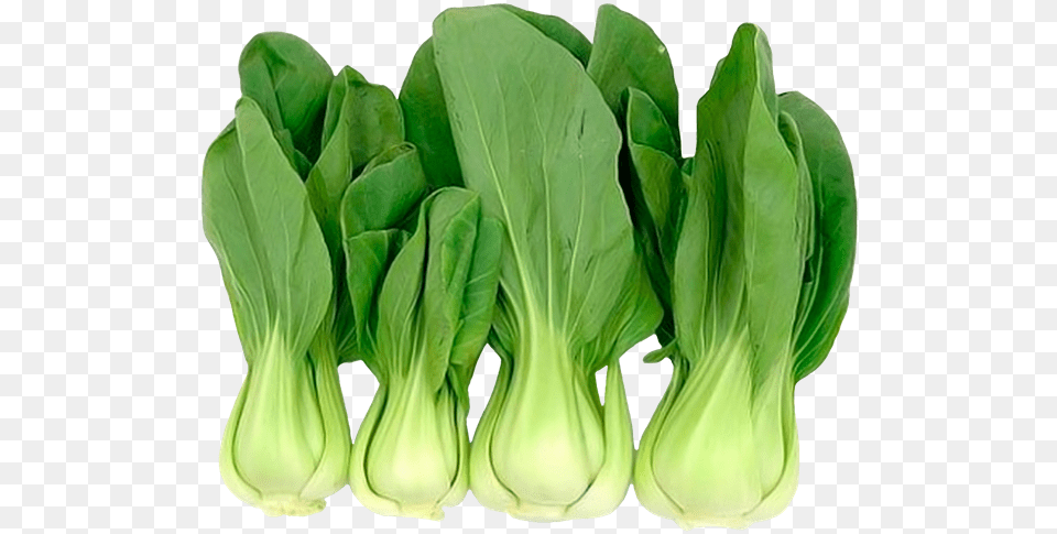 Kitajskaya Kapusta Bebi Bok Choj Shanhajskaya Kapusta Pak Choi Cabbage Seeds, Food, Leafy Green Vegetable, Plant, Produce Png