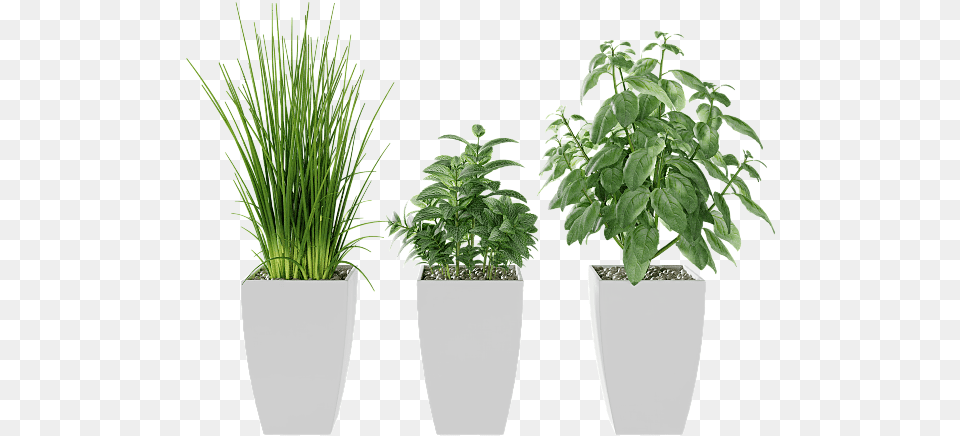 Kitchen Herbs, Jar, Plant, Planter, Potted Plant Png Image