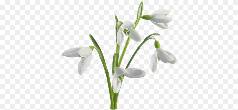 Kitcollabespoir Lartduscrap Snow Drops White Background, Amaryllidaceae, Flower, Plant, Petal Png Image