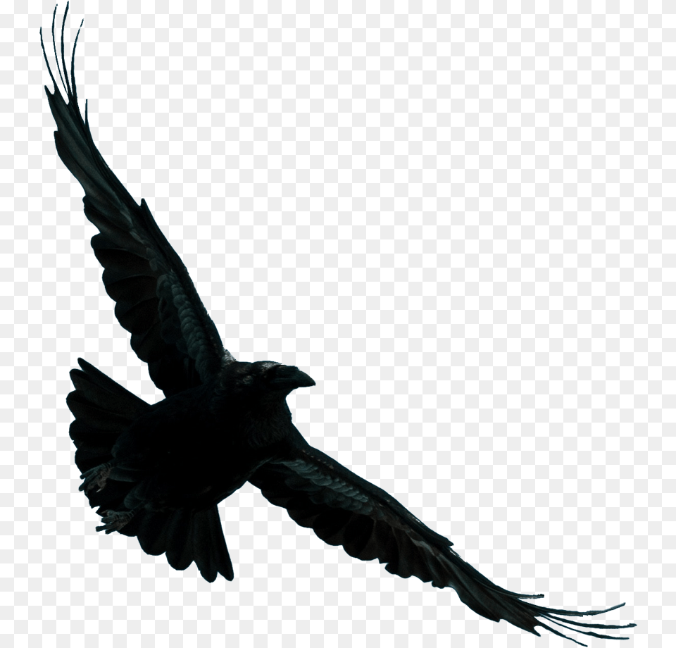 Kite, Animal, Bird, Blackbird, Crow Free Png