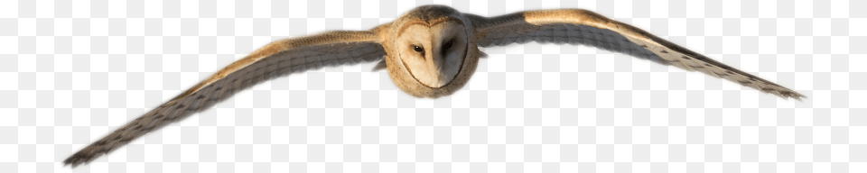 Kite, Animal, Bird, Owl Free Png Download