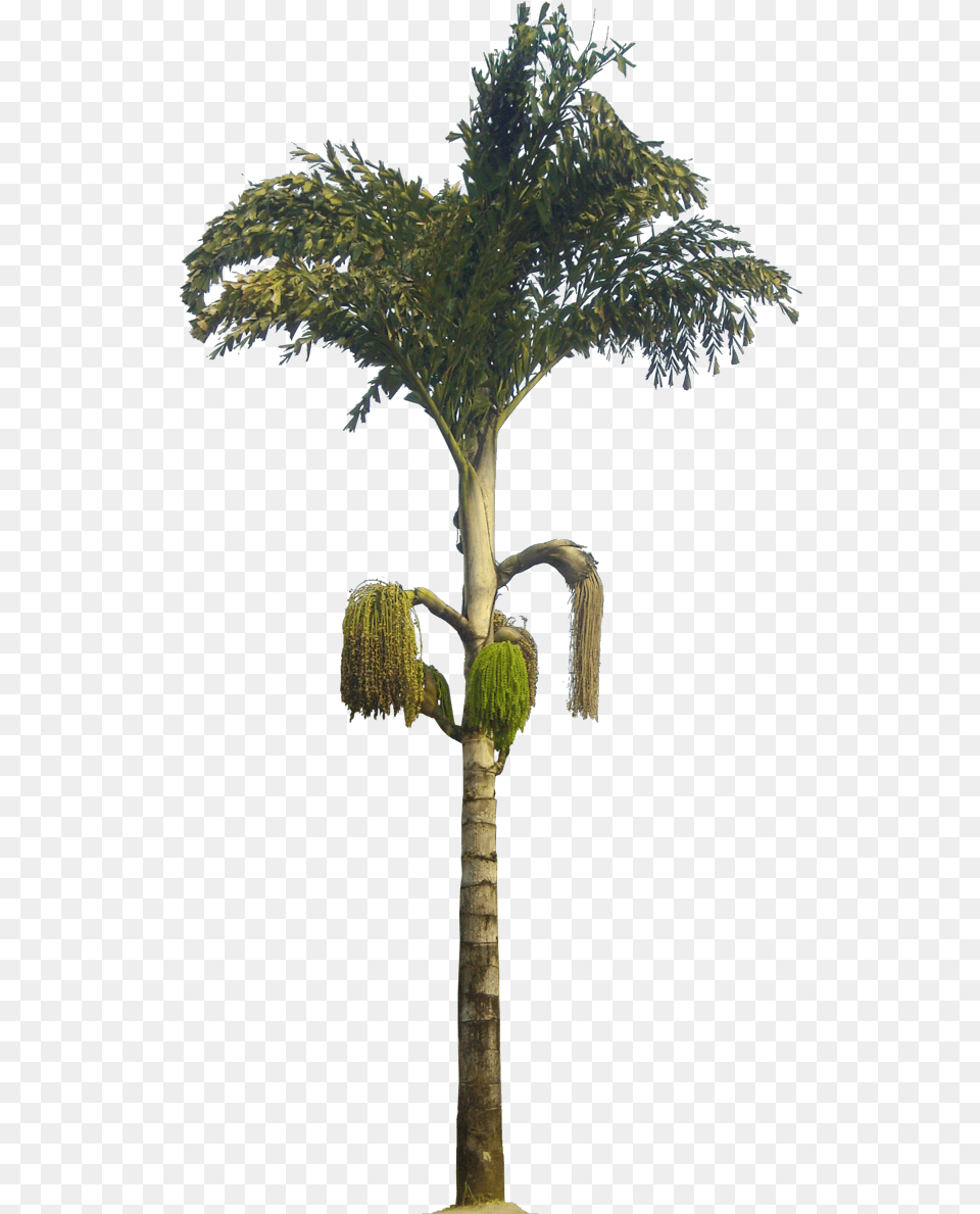 Kithul Tree Caryota Urens Caryota Urens, Palm Tree, Plant, Tree Trunk, Potted Plant Png