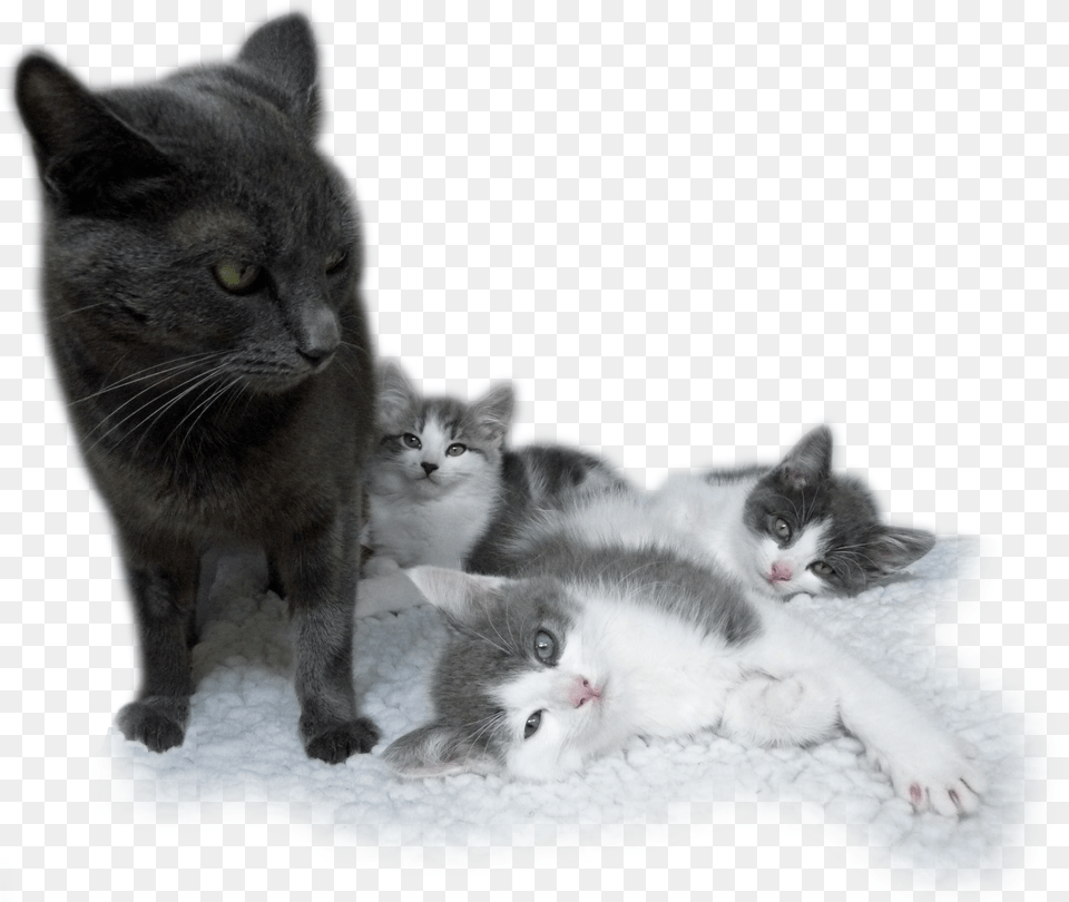 Kitten, Animal, Cat, Mammal, Pet Free Png