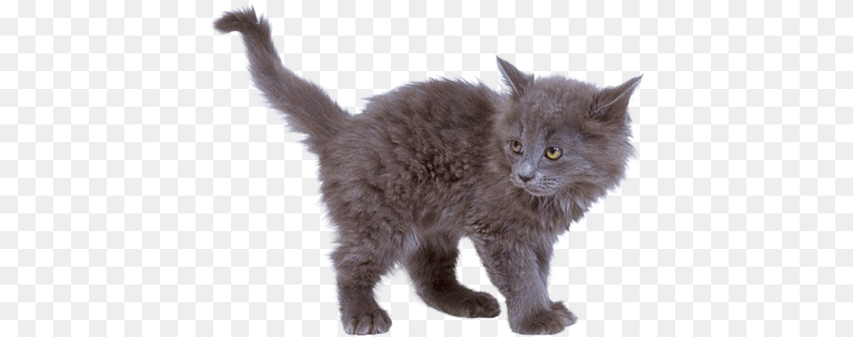 Kitten, Animal, Cat, Mammal, Pet Free Png Download