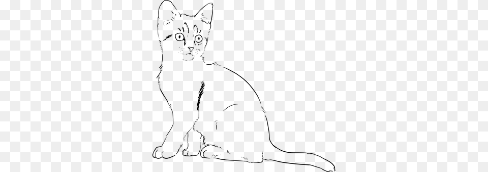 Kitten Gray Png Image