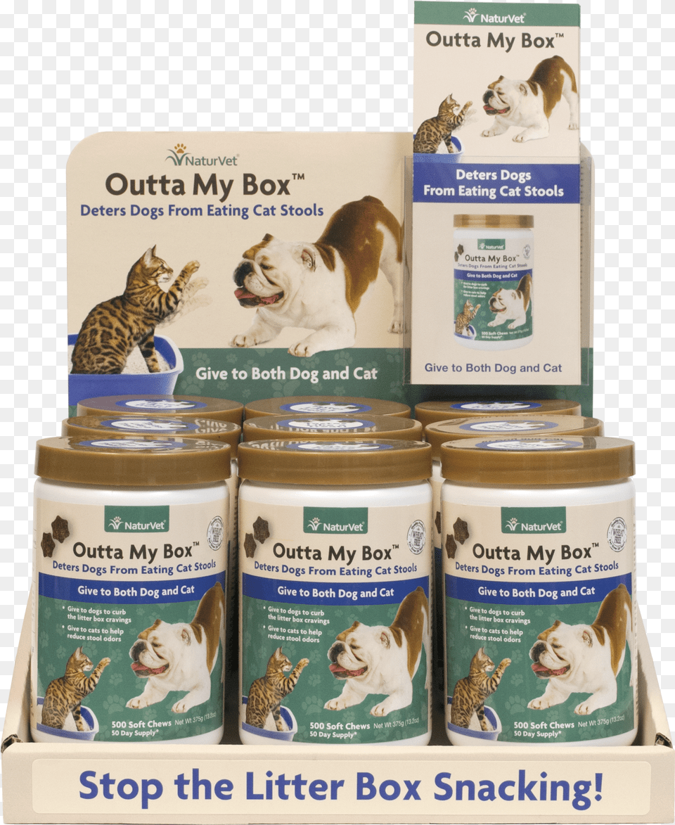 Kitten Free Png Download