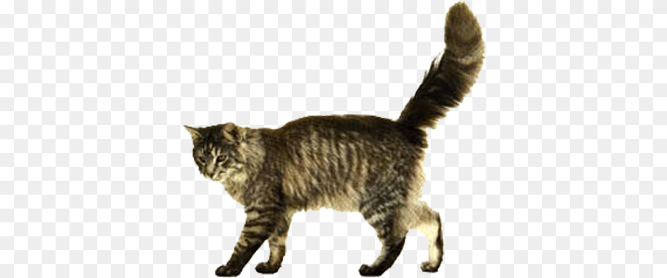 Kitten Background Cat Walking, Animal, Mammal, Manx, Pet Free Png Download