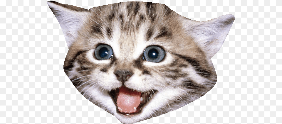Kitten Cat Cat Face Transparent Background, Animal, Mammal, Pet Png Image