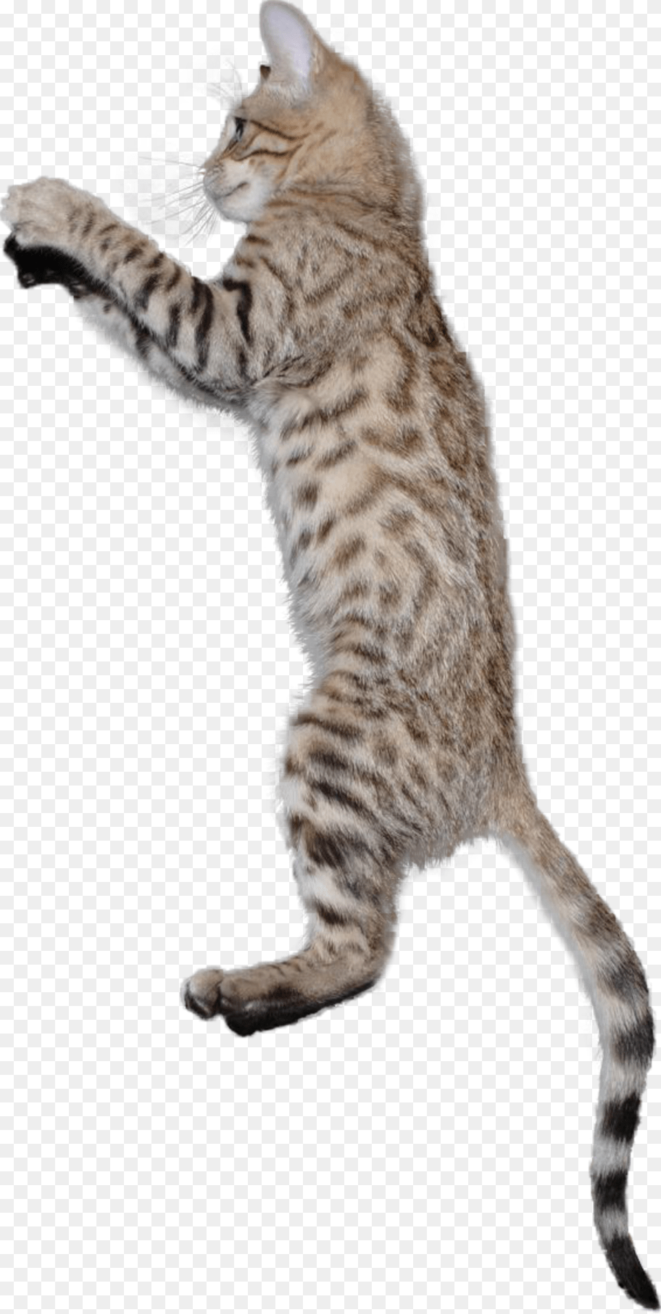 Kitten Cats Cat Jump Jumping Jumpingcat Terrieasterly Cat Jumping Background, Animal, Mammal, Pet, Egyptian Cat Free Transparent Png