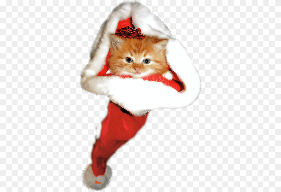 Kitten Christmas, Animal, Cat, Mammal, Pet Free Transparent Png