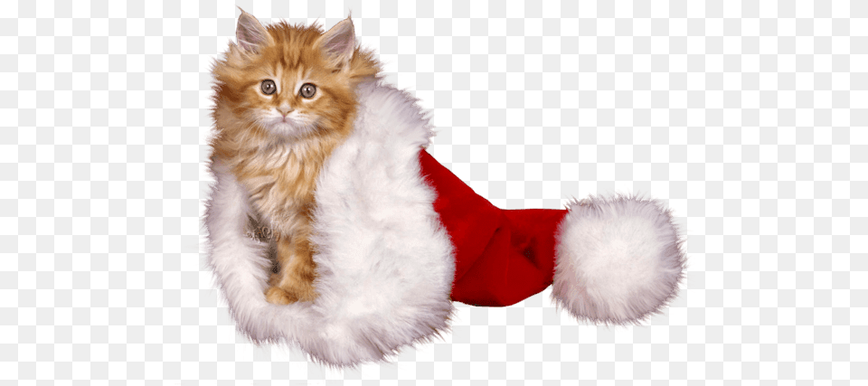Kitten Christmas Whiskers Cat For Fur Clothing, Animal, Mammal, Pet, Angora Free Png