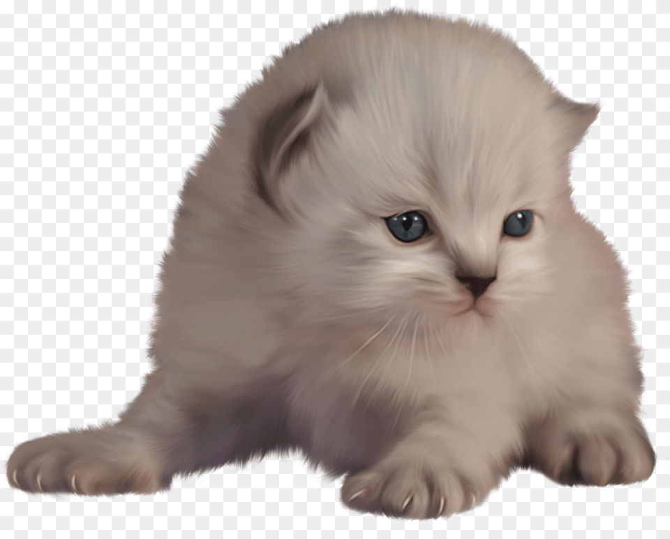 Kitten Clip Art Clip Art, Angora, Animal, Cat, Mammal Free Transparent Png
