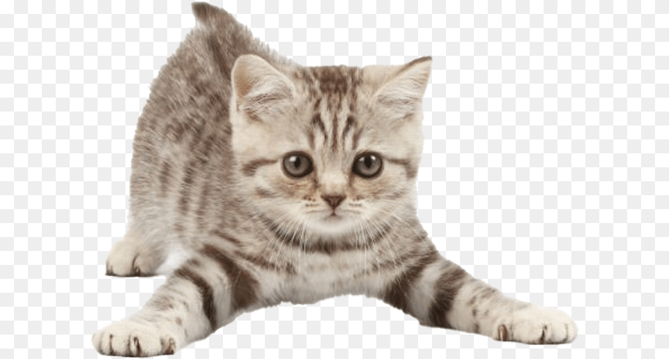 Kitten Clipart Kittens To Copy And Paste, Animal, Cat, Mammal, Manx Png Image