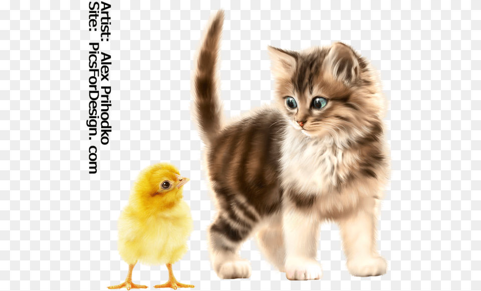 Kitten Download, Animal, Bird, Chicken, Fowl Png Image