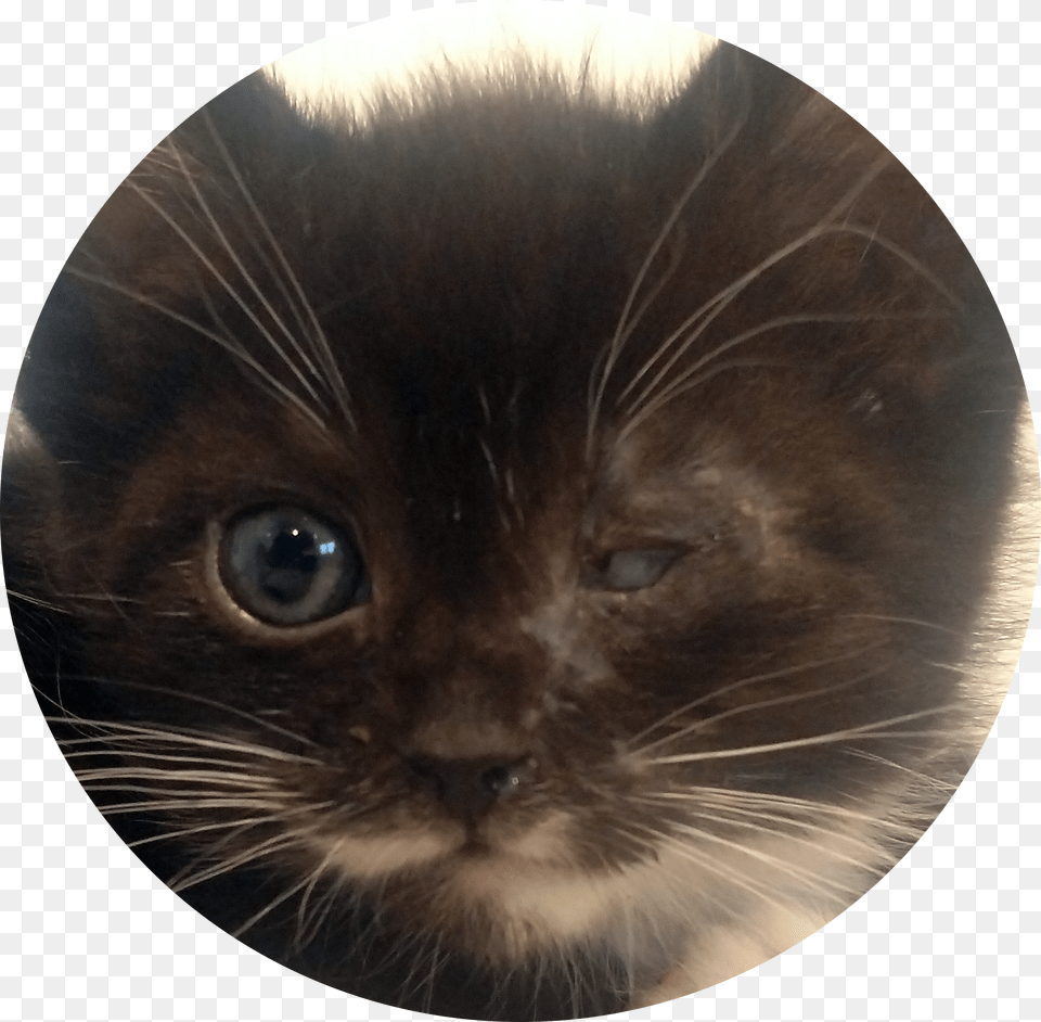 Kitten Face Free Png