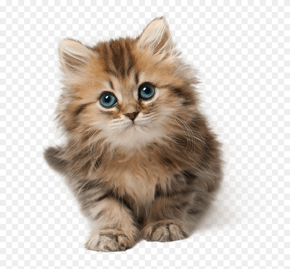 Kitten Face Background, Animal, Cat, Mammal, Pet Free Transparent Png