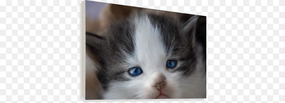 Kitten Face Canvas Print Kitten, Animal, Cat, Mammal, Pet Free Png