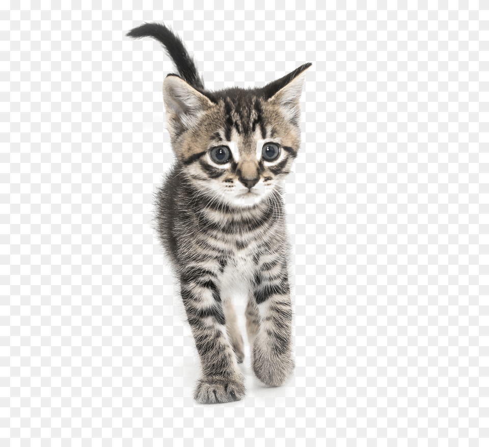 Kitten High Portable Network Graphics, Animal, Cat, Mammal, Pet Png Image