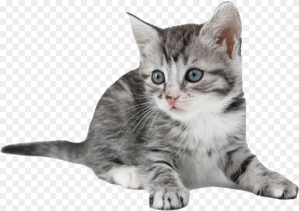 Kitten Kitten, Animal, Cat, Mammal, Pet Png Image
