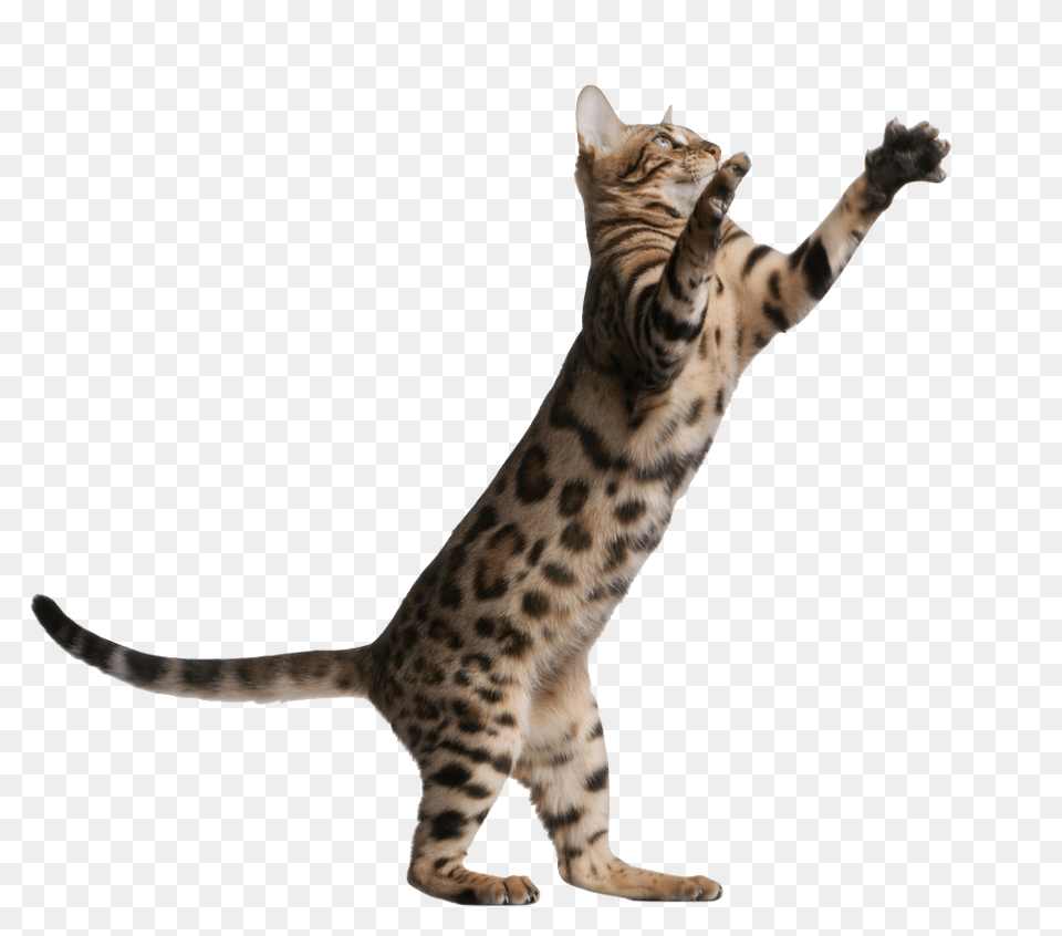 Kitten Jumping Banner Transparent Transparent Background Jumping Cat, Animal, Mammal, Pet, Egyptian Cat Free Png Download