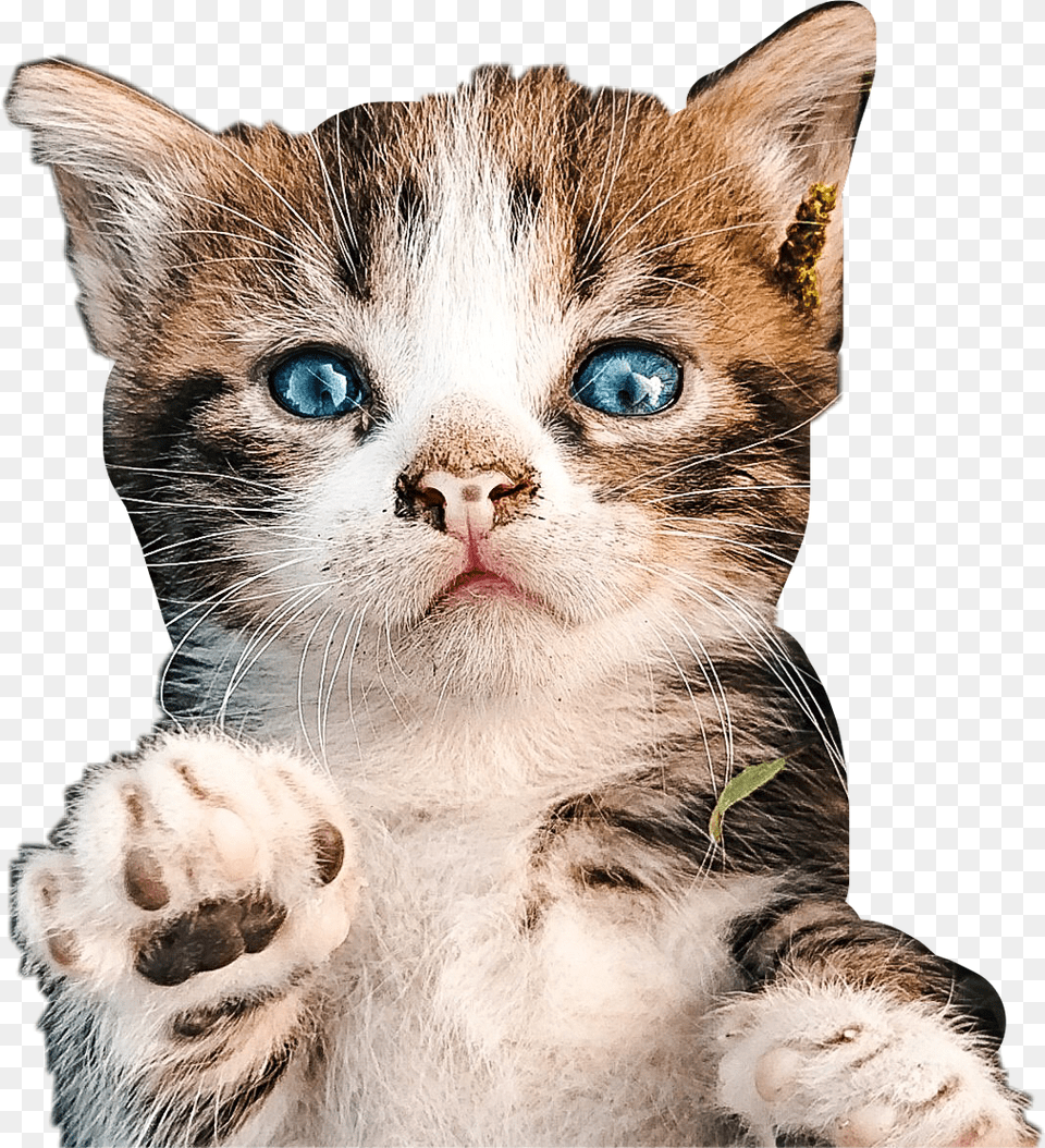 Kitten Kitty Cat Petsandanimals Cute Kitten Kitten, Animal, Mammal, Pet, Manx Free Transparent Png