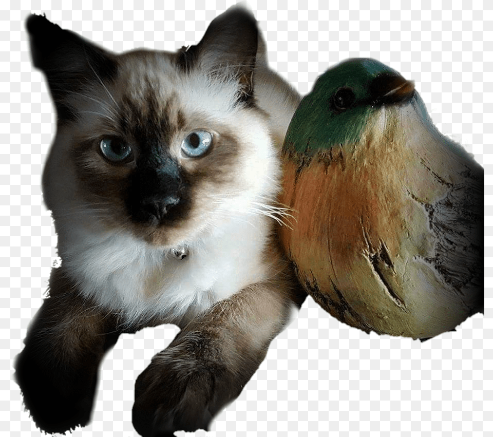 Kitten Louis Ragdoll Siamese Cat Libertymoon74 Kitten, Animal, Bird, Mammal, Pet Free Png Download