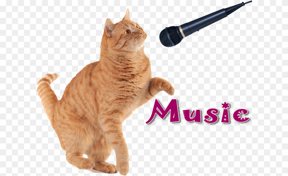 Kitten Microphone St Gertrude Of Nivelles Icon, Electrical Device, Animal, Cat, Mammal Png Image