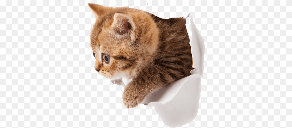 Kitten Picture Background Cute Kittens, Animal, Cat, Mammal, Manx Free Transparent Png