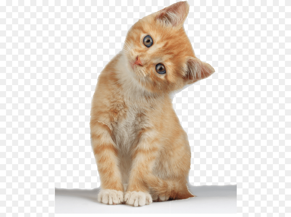 Kitten Background, Animal, Cat, Mammal, Manx Free Transparent Png