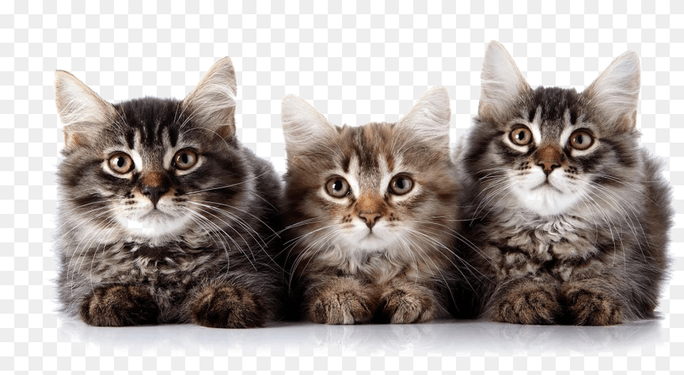 Kitten Transparent Transparent Kittens, Animal, Cat, Mammal, Pet Png