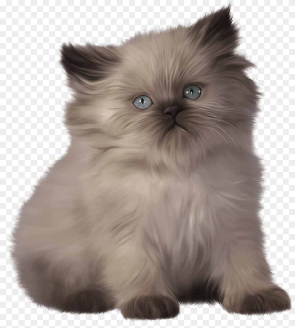 Kitten U0026 Clipart Download Ywd Short Hair Himalayan Cat, Angora, Animal, Mammal, Pet Free Transparent Png