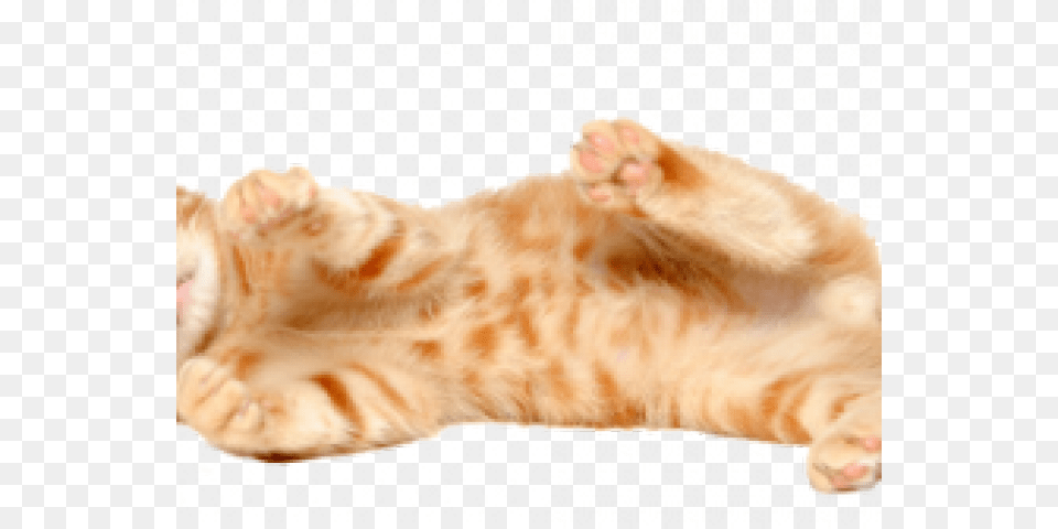 Kitten Transparent Wallpaper, Animal, Cat, Mammal, Manx Free Png Download